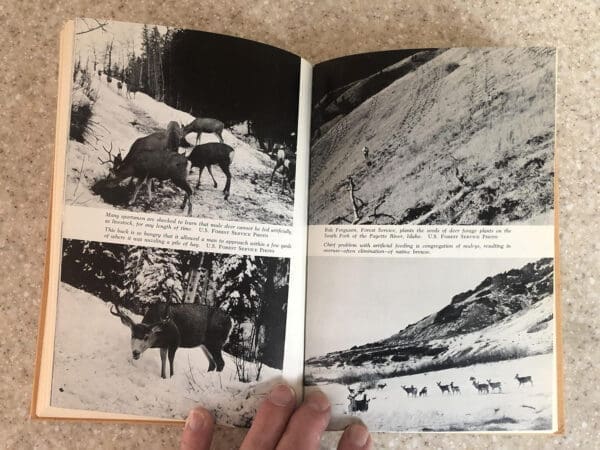 Shots at mule deer - Image 6