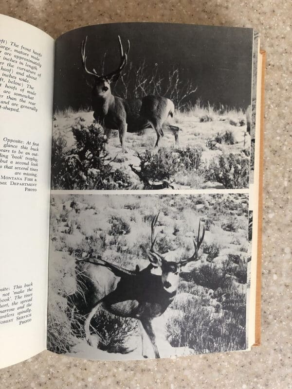 Shots at mule deer - Image 7