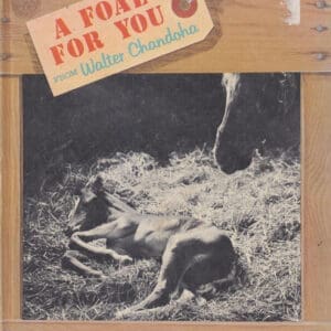 A foal for you,