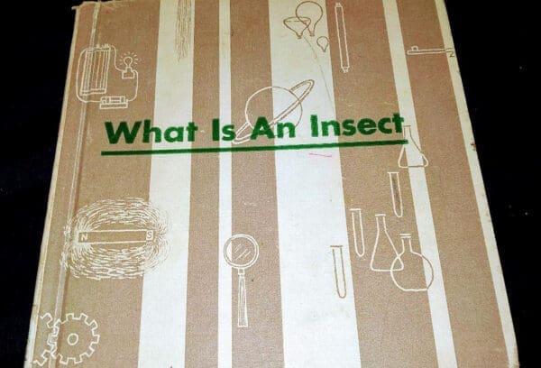 What is an insect (The What is it series) - Image 2